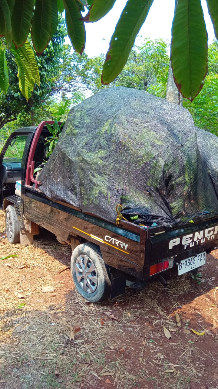 Donasi Bibit Buah Produktif Muaragembong November 2024